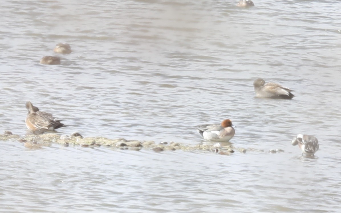 Eurasian Wigeon - ML427185081