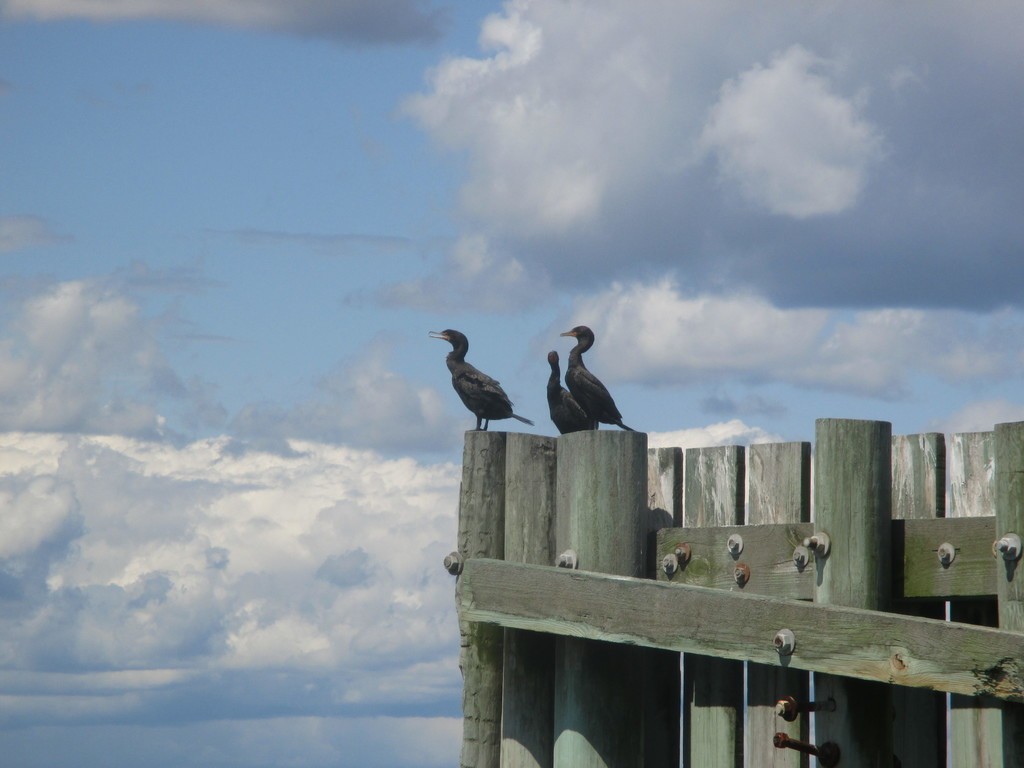 Double-crested Cormorant - Isaiah Freedman