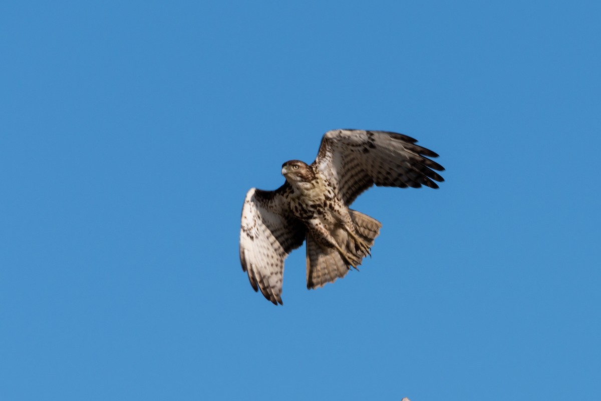 Red-tailed Hawk - ML427185701