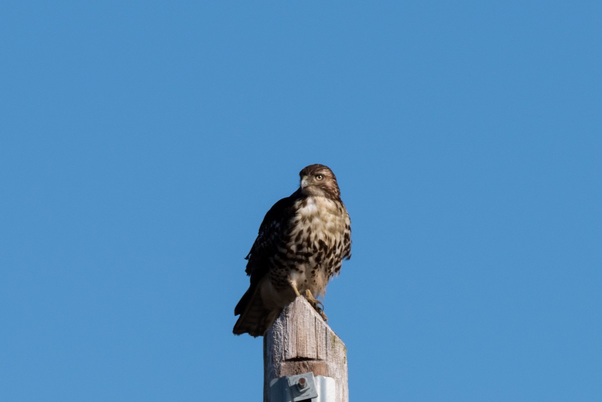 Red-tailed Hawk - ML427185721