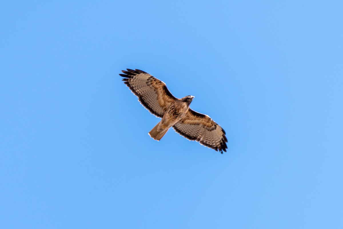 Red-tailed Hawk - ML427185741