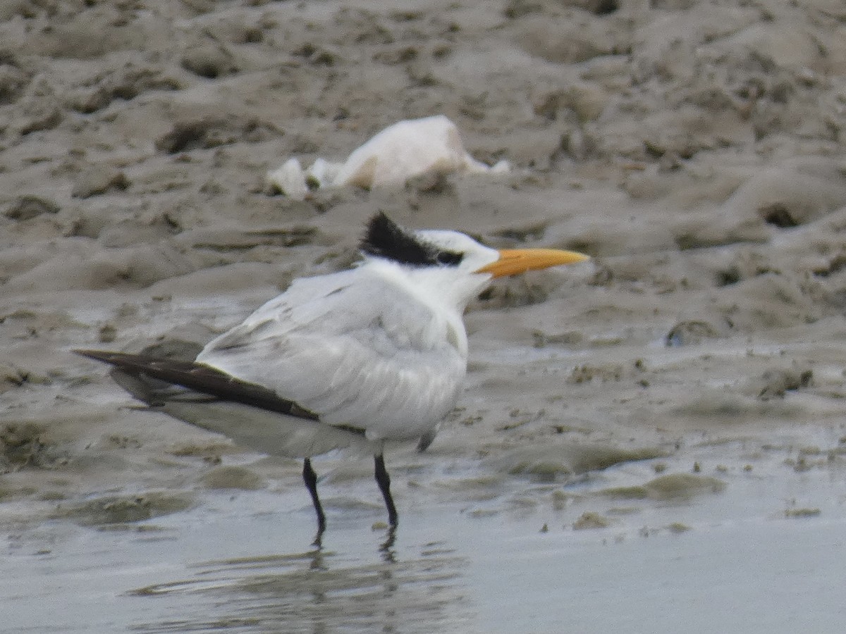 Royal Tern - Cory Ross