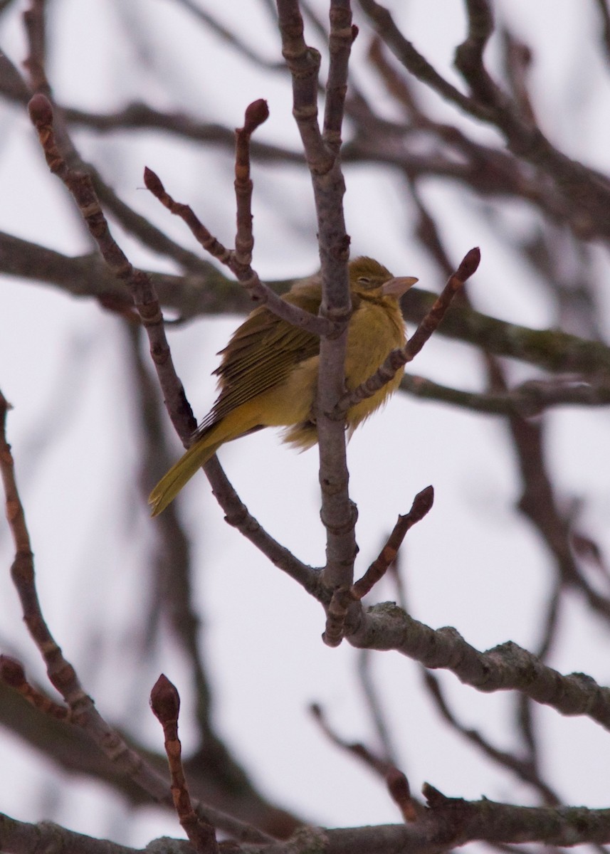 Summer Tanager - Jon Cefus