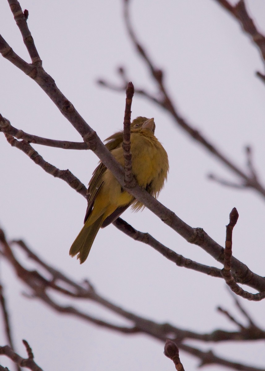 Summer Tanager - ML42719031