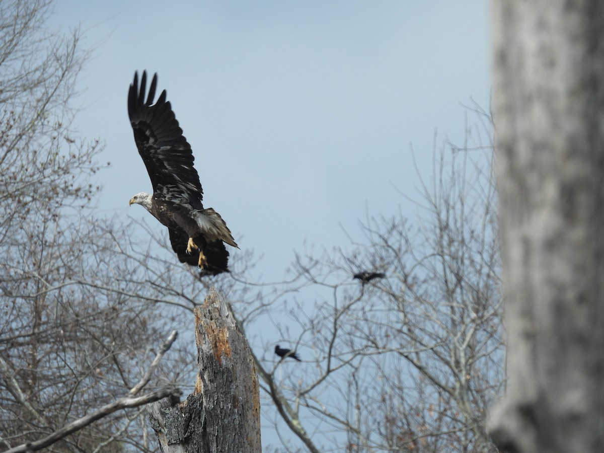 Bald Eagle - ML427190391