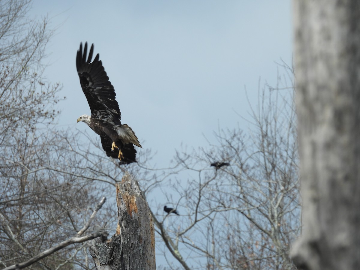 Bald Eagle - Guy Moseley