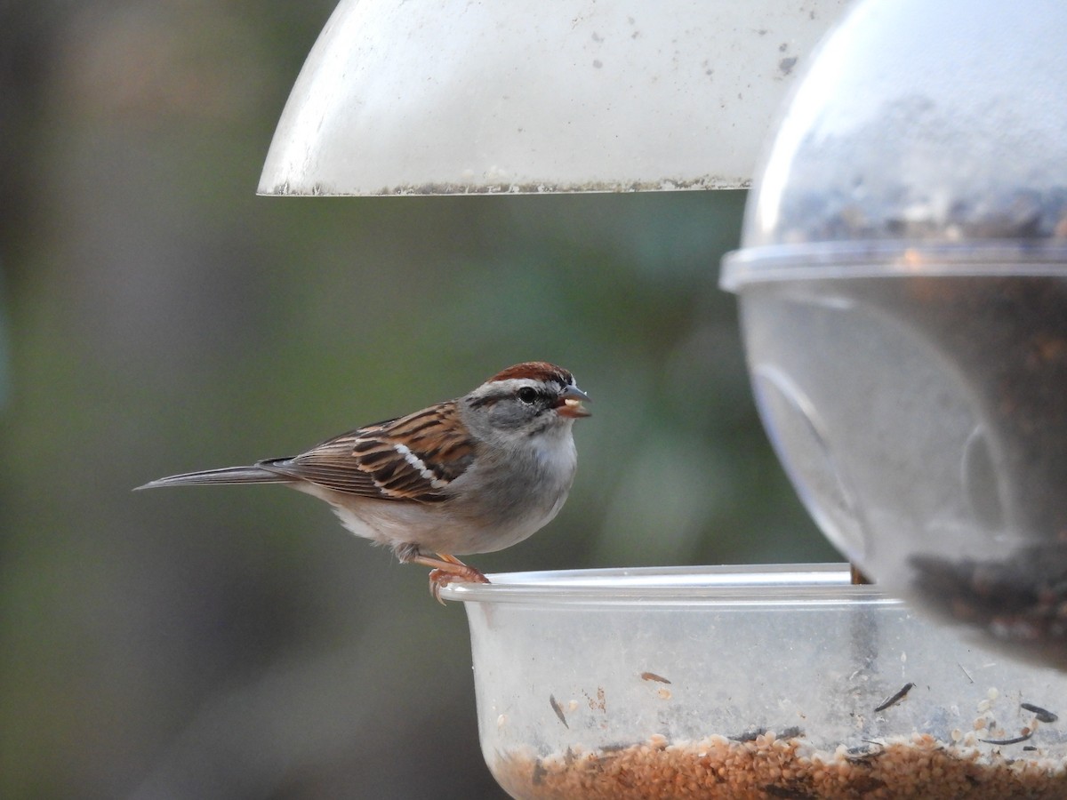 Chipping Sparrow - ML427190971