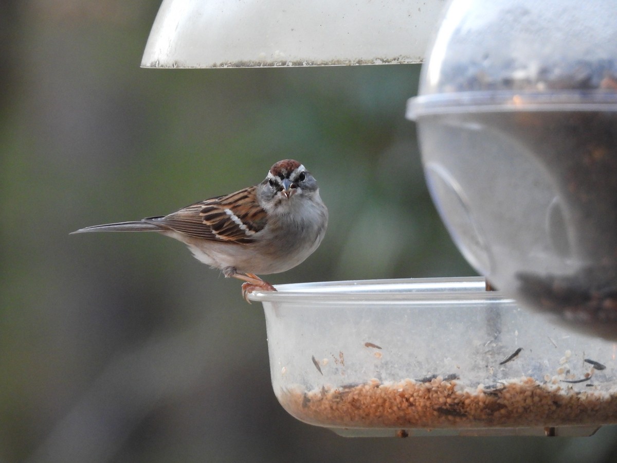 Chipping Sparrow - ML427191031