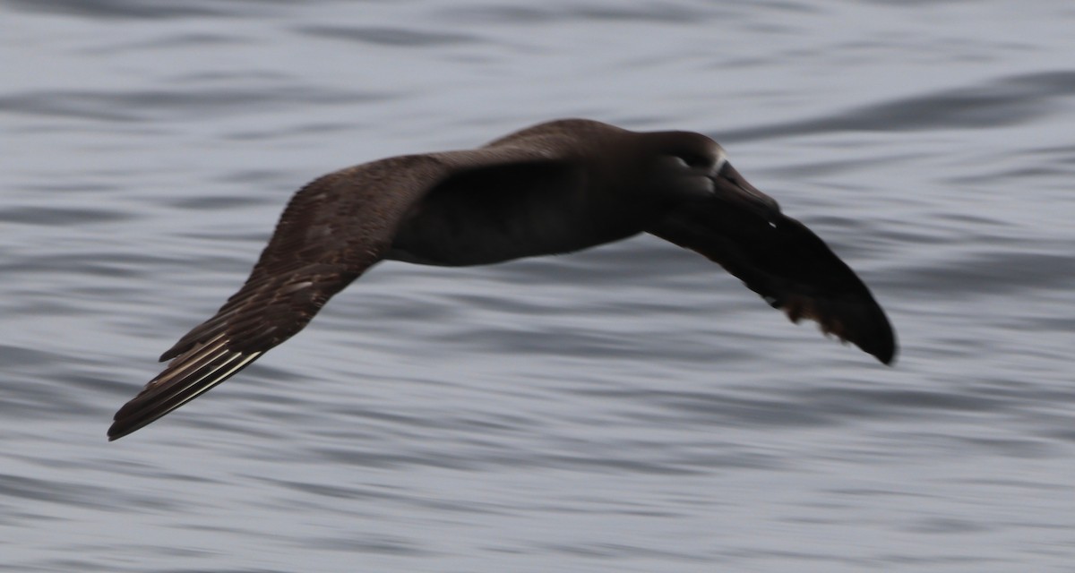 Albatros à pieds noirs - ML427191971