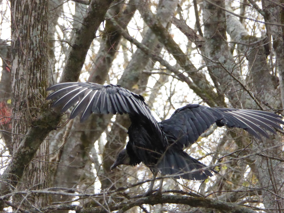Black Vulture - ML427192291