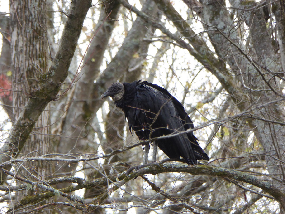 Black Vulture - ML427192321