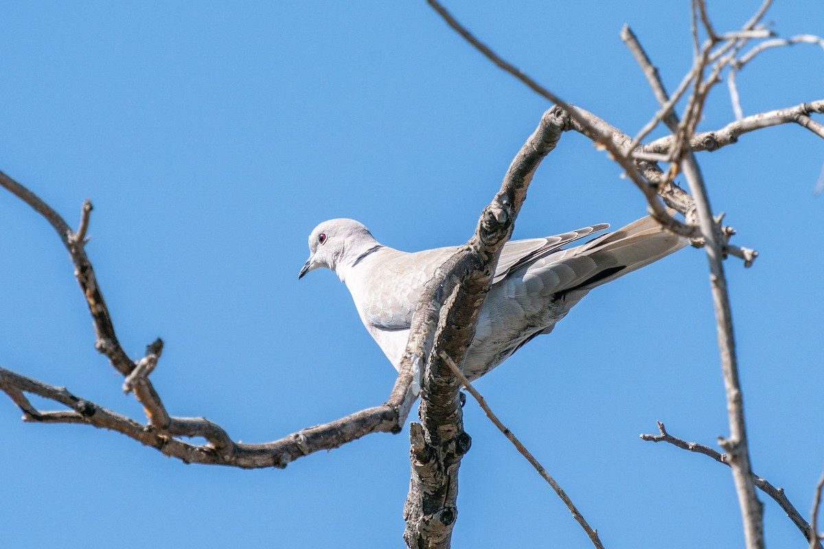 Eurasian Collared-Dove - ML427193481