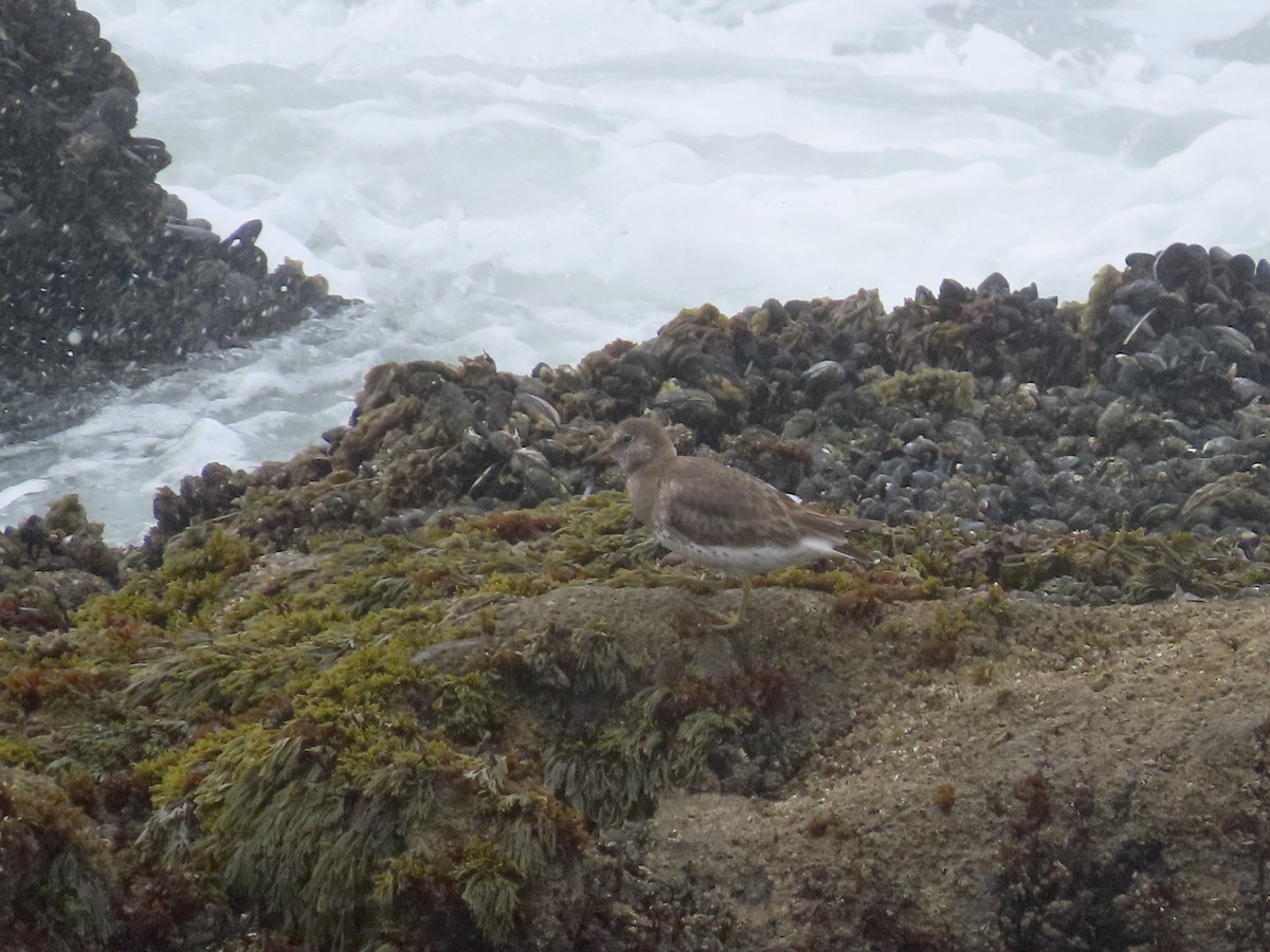 Surfbird - ML427193491