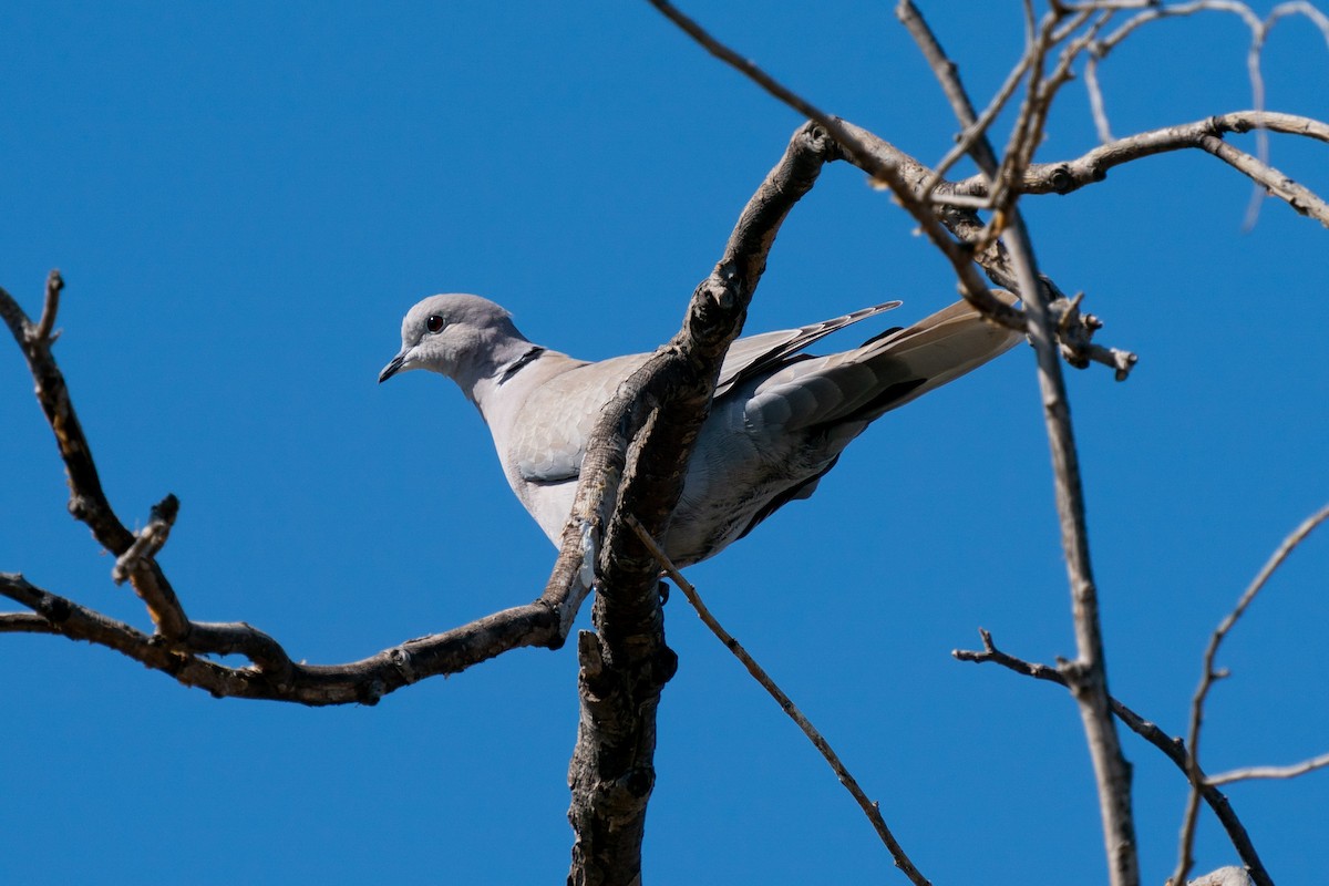 Eurasian Collared-Dove - ML427193641