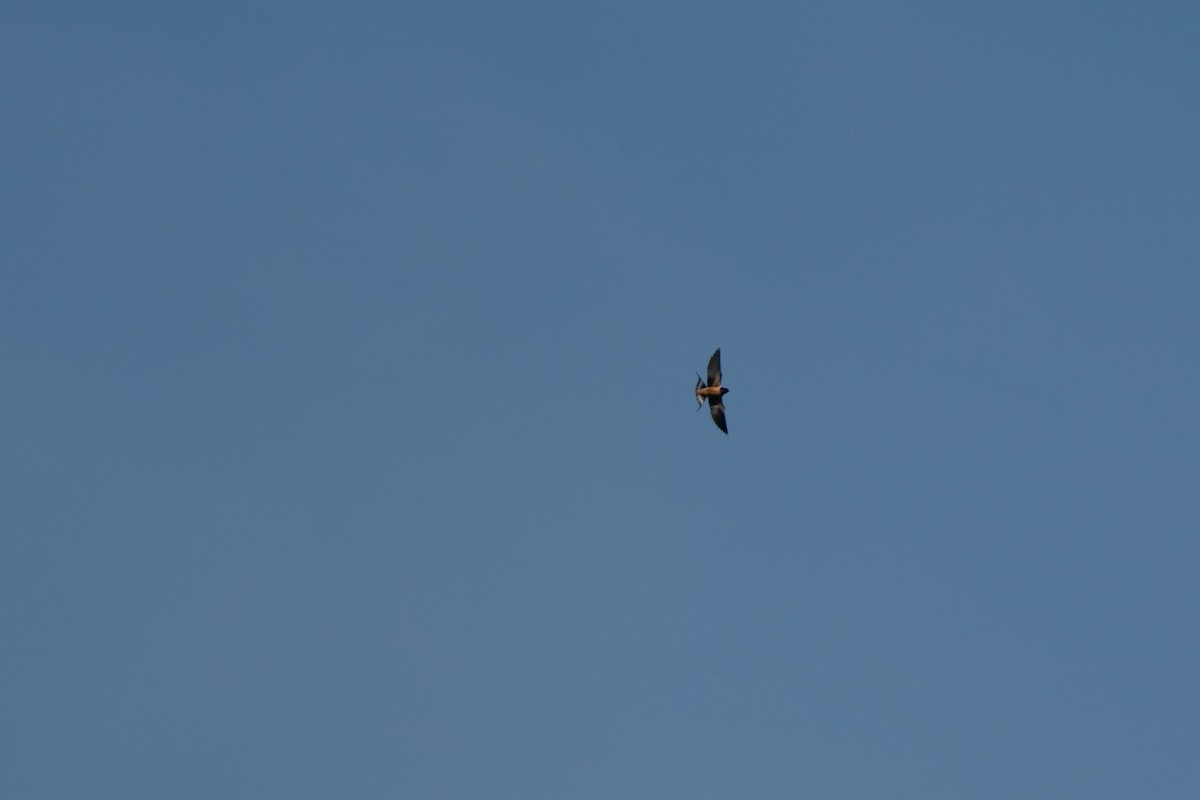 Barn Swallow - ML427193811