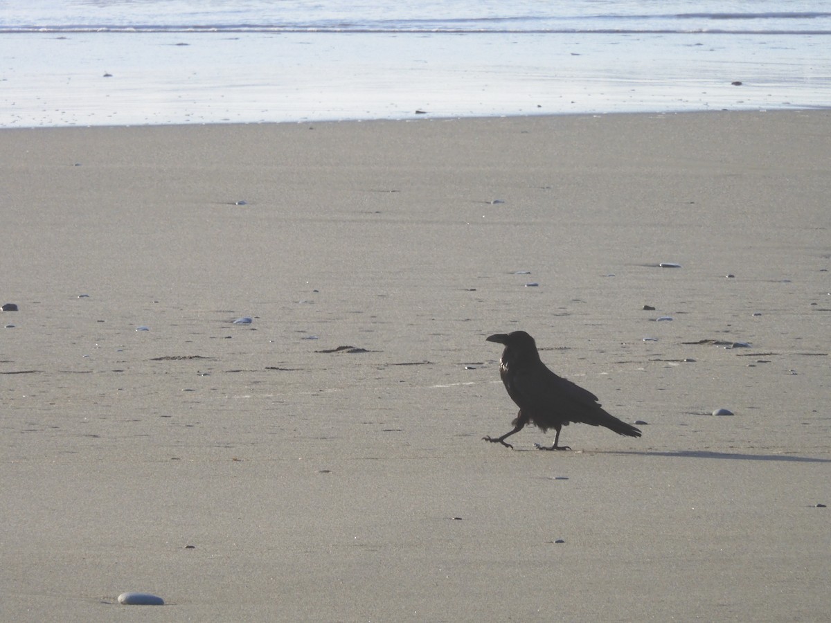 Common Raven - Nancy Bruce