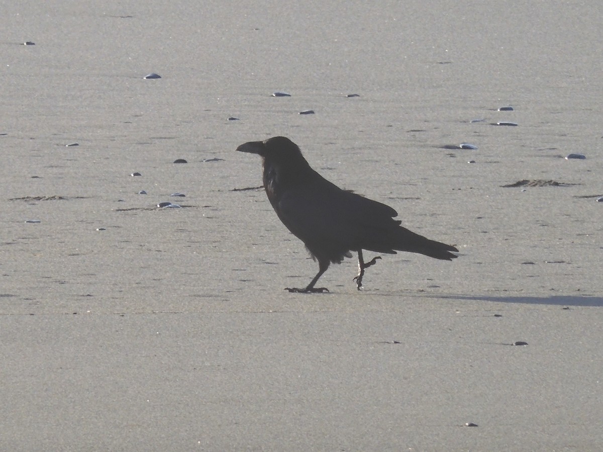 Common Raven - Nancy Bruce