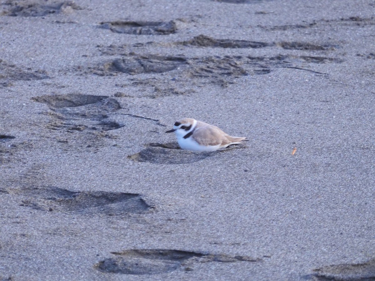 Snowy Plover - Nancy Bruce