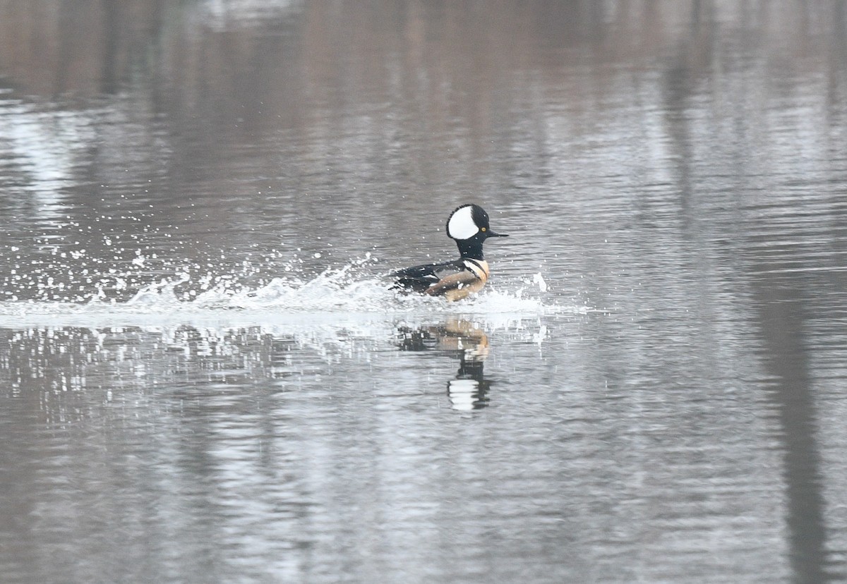 Hooded Merganser - ML427195691