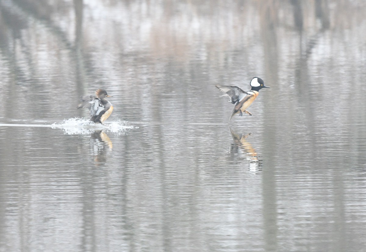 Hooded Merganser - ML427195831