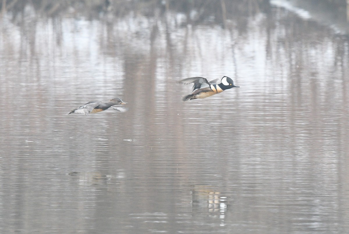 Hooded Merganser - ML427195981