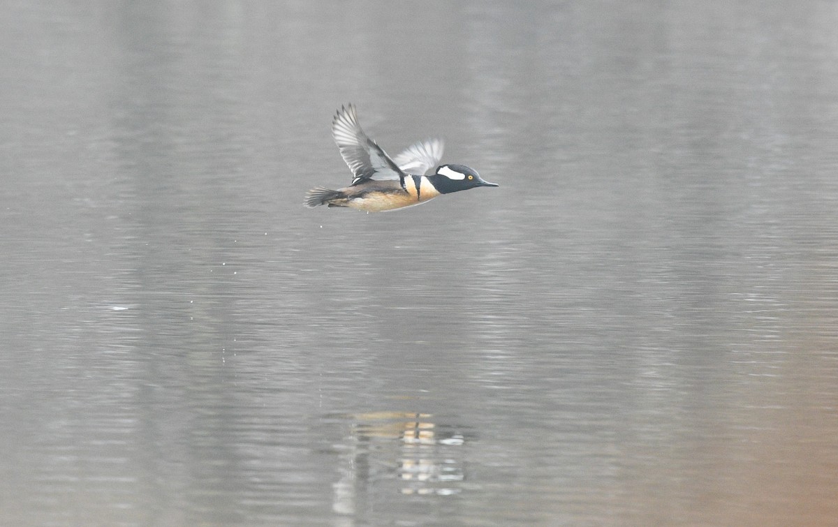 Hooded Merganser - ML427196071