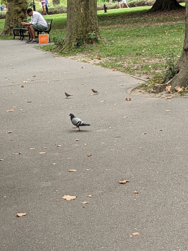 Rock Pigeon (Feral Pigeon) - ML427197041