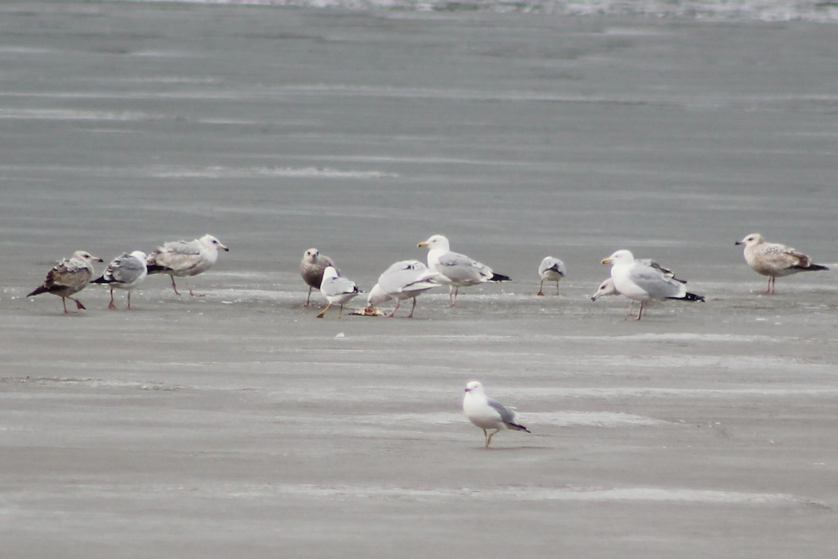 Glaucous Gull - ML427199121