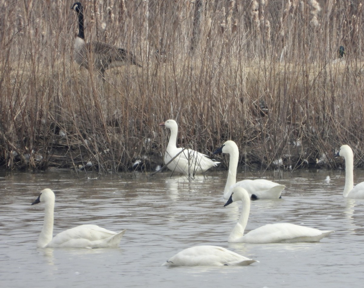 Snow Goose - ML427200291