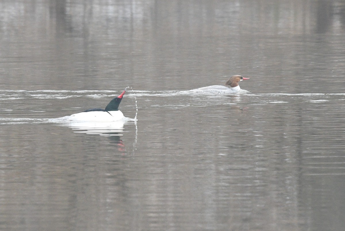 Common Merganser - ML427200831