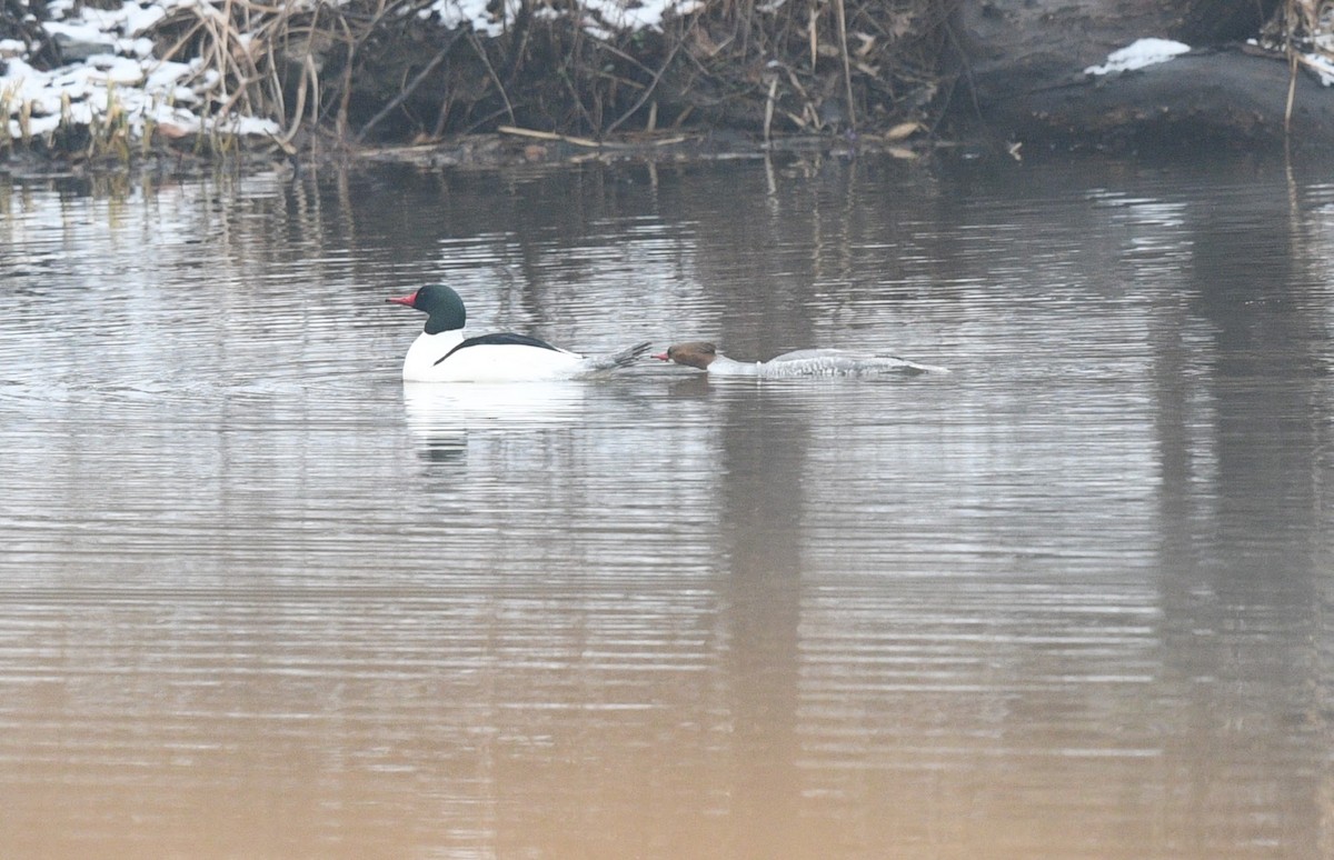 Common Merganser - ML427200891