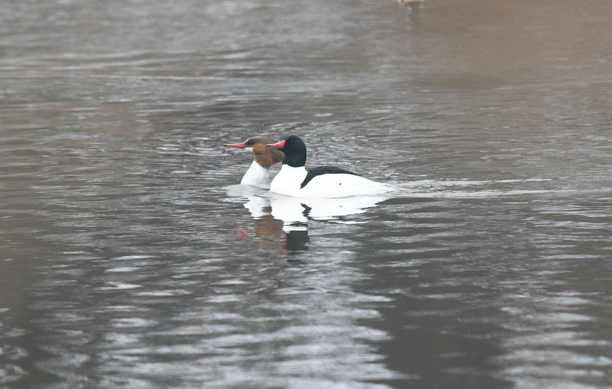 Common Merganser - ML427200941