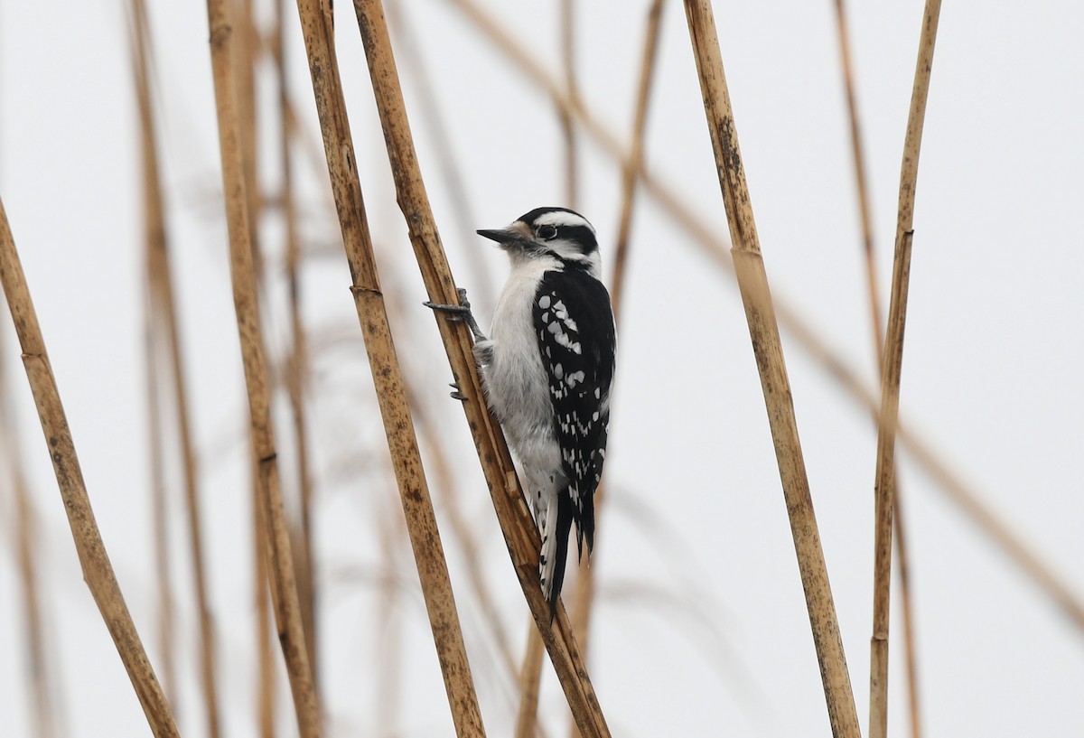 Downy Woodpecker (Eastern) - ML427201051