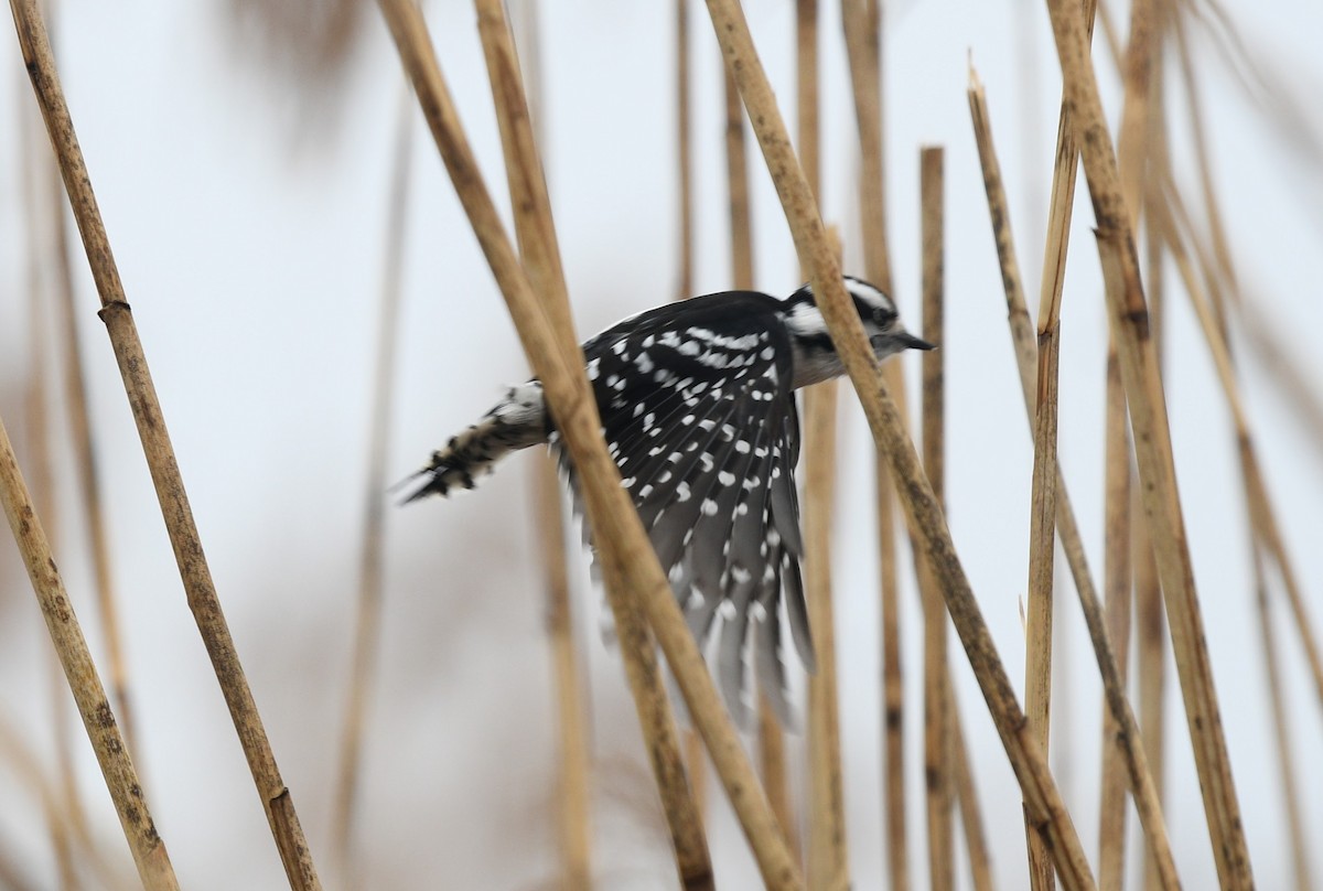 Downy Woodpecker (Eastern) - ML427201081