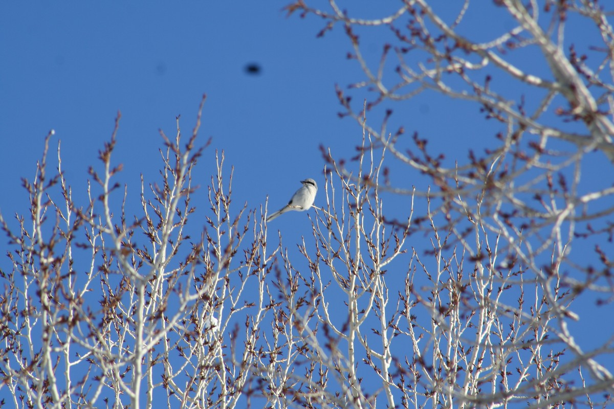 Northern Shrike - ML427201211