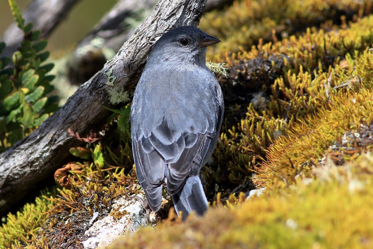 Plumbeous Sierra Finch - ML427201221