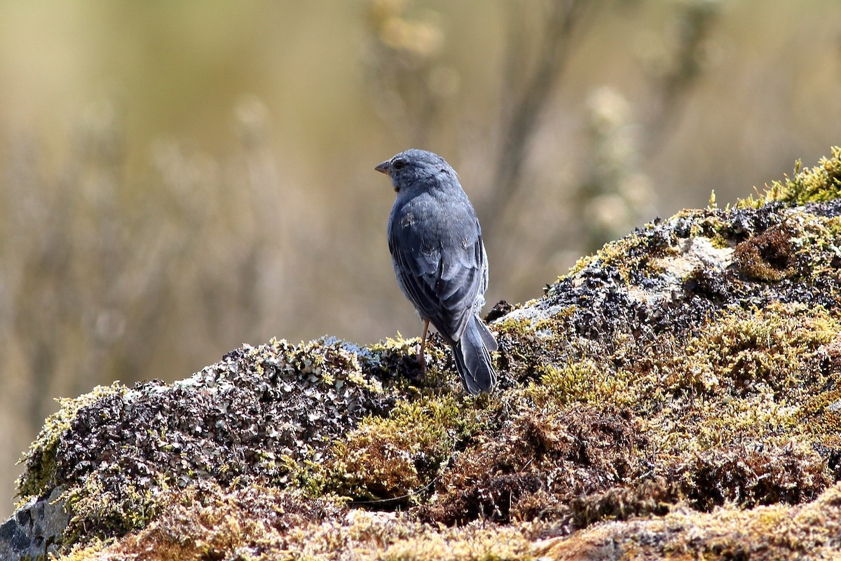 Plumbeous Sierra Finch - ML427201231