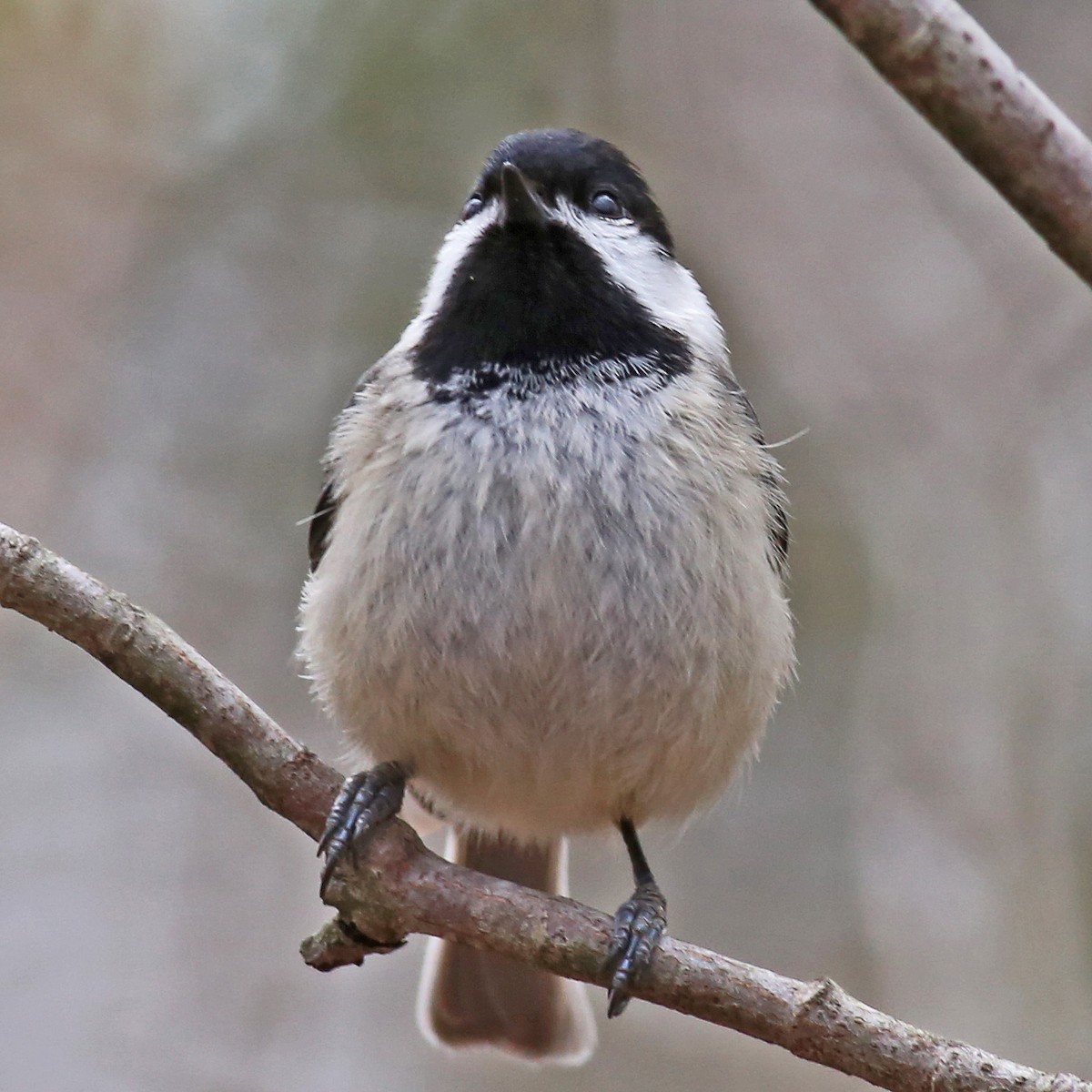 Carolina Chickadee - William Keim