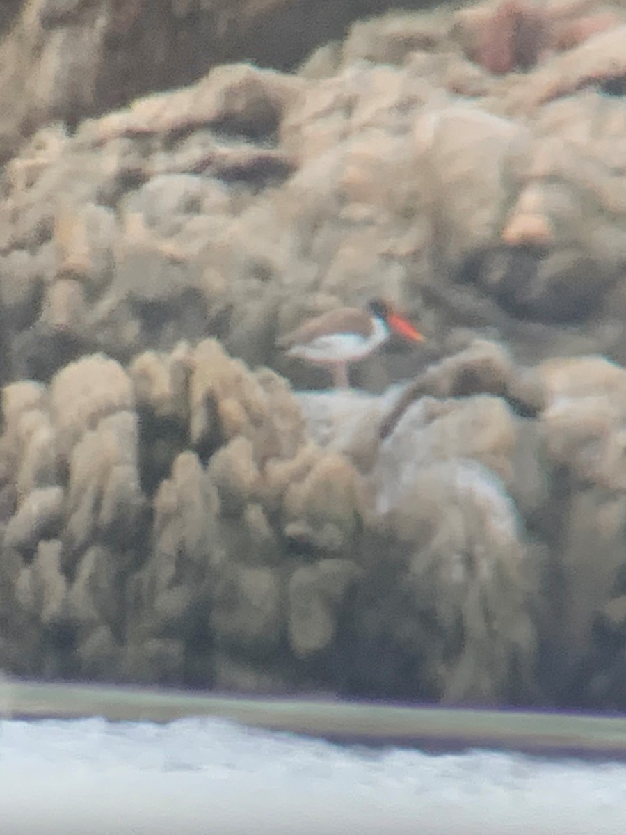 American Oystercatcher - ML427201791