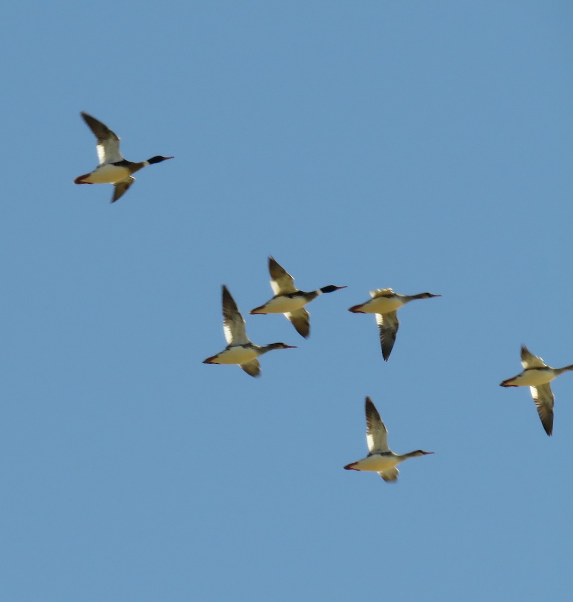 Red-breasted Merganser - ML427203571