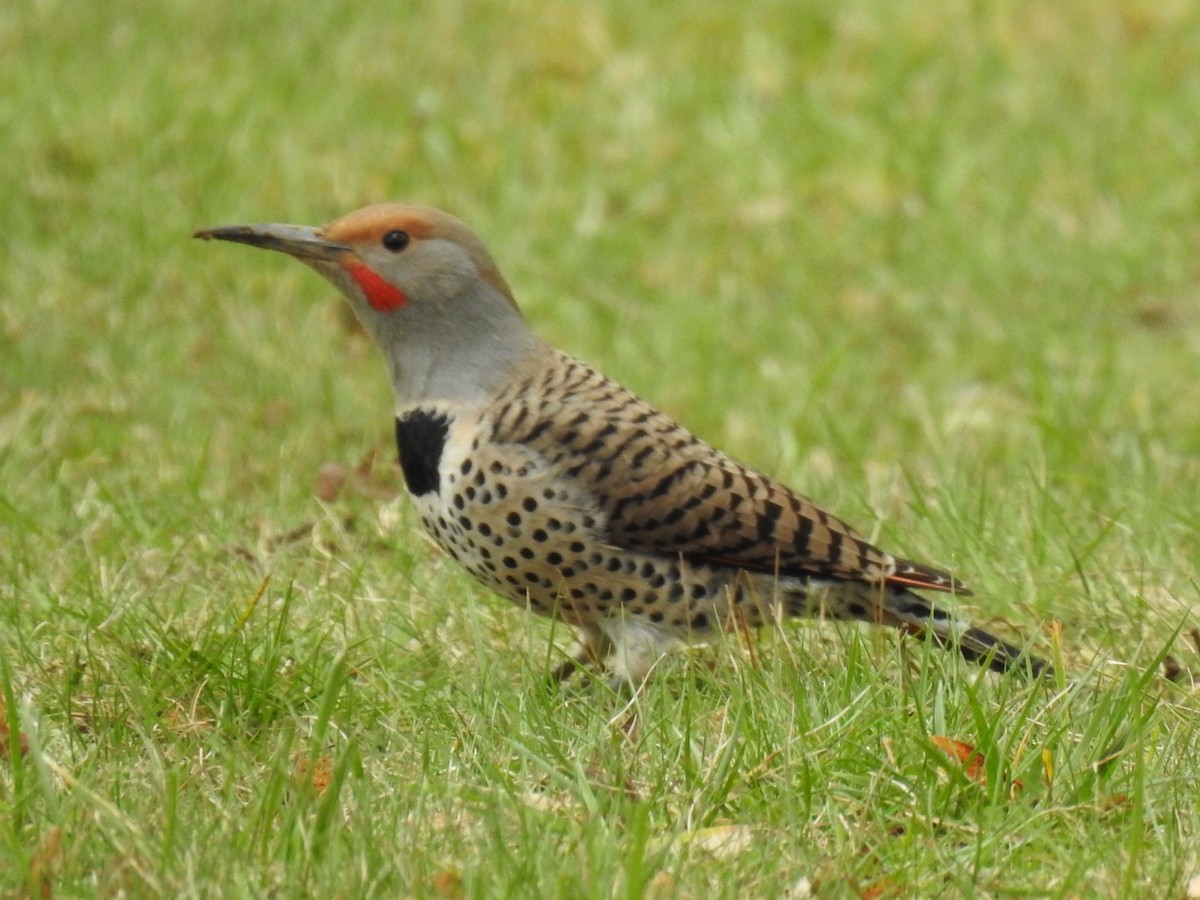 Northern Flicker - ML427204911