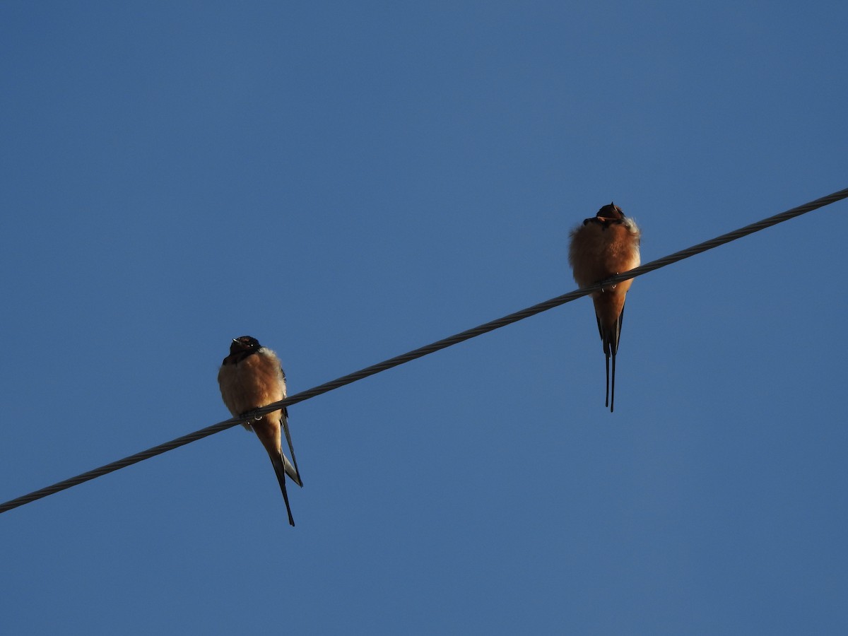 Barn Swallow - ML427206321