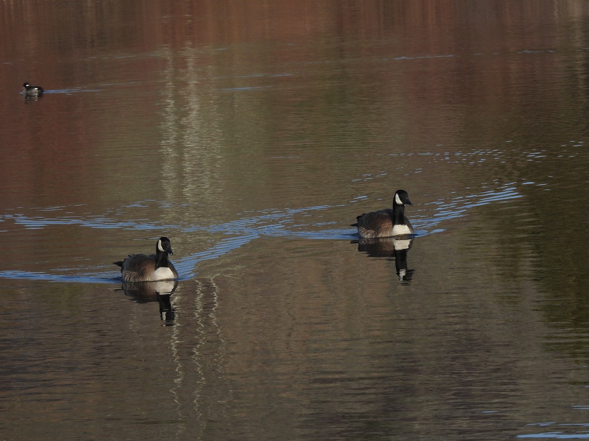 Canada Goose - ML427206421