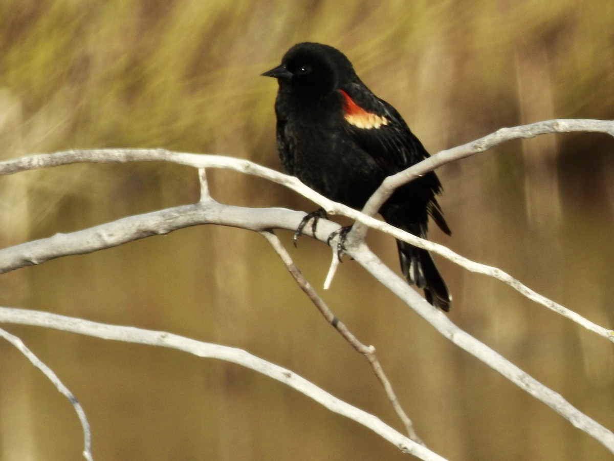 Red-winged Blackbird - Anne Tucker