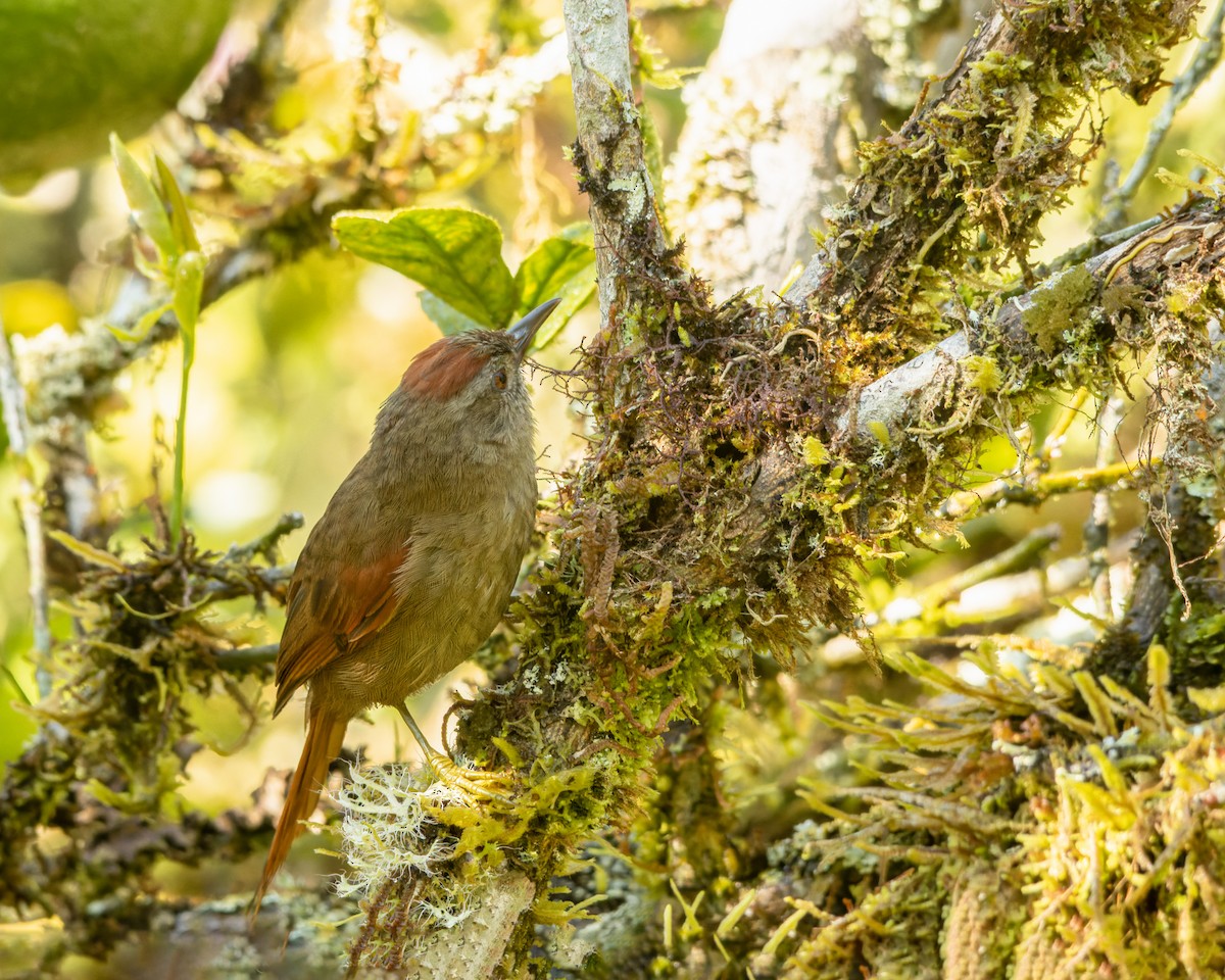 Ash-browed Spinetail - Christiana Fattorelli