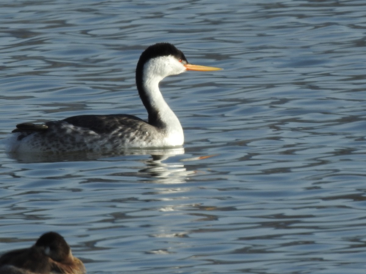 Clark's Grebe - Anne Tucker