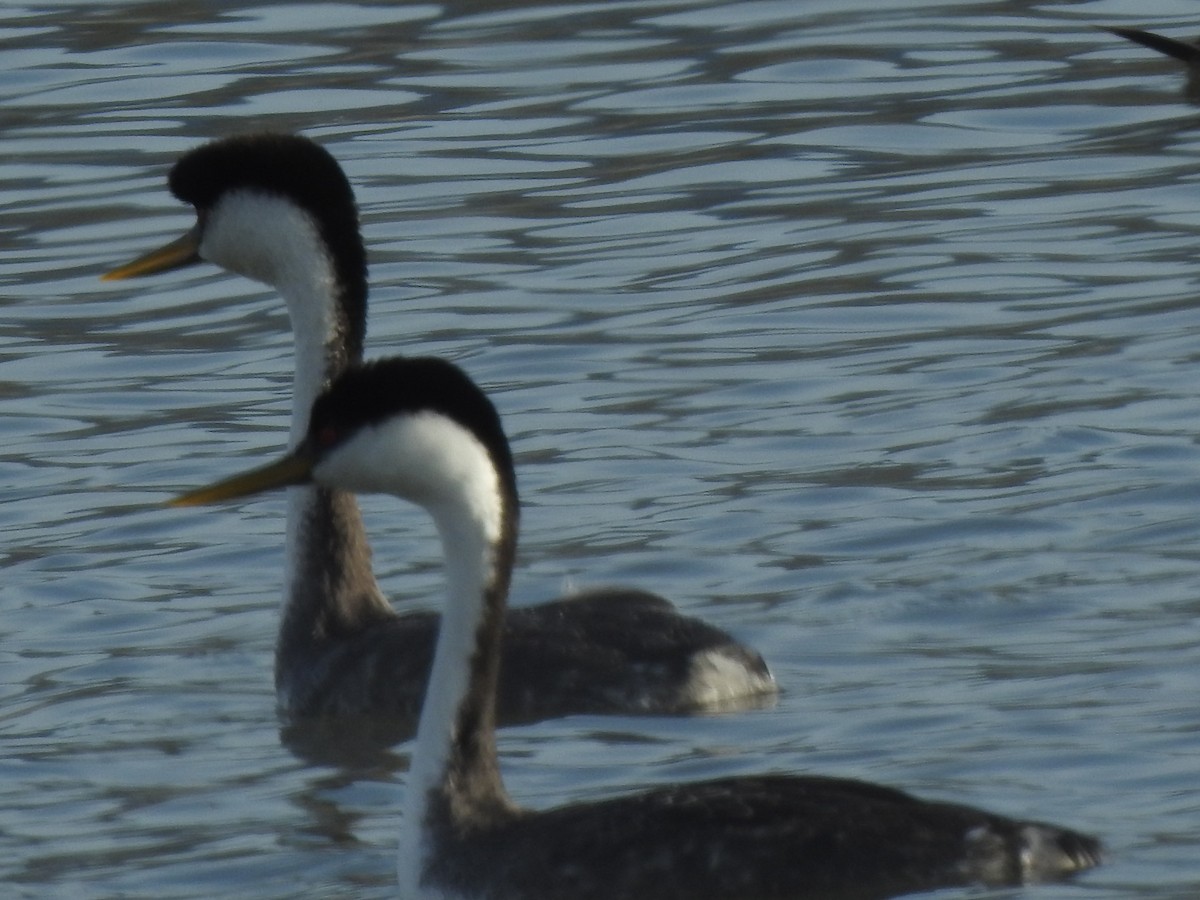 Western Grebe - Anne Tucker