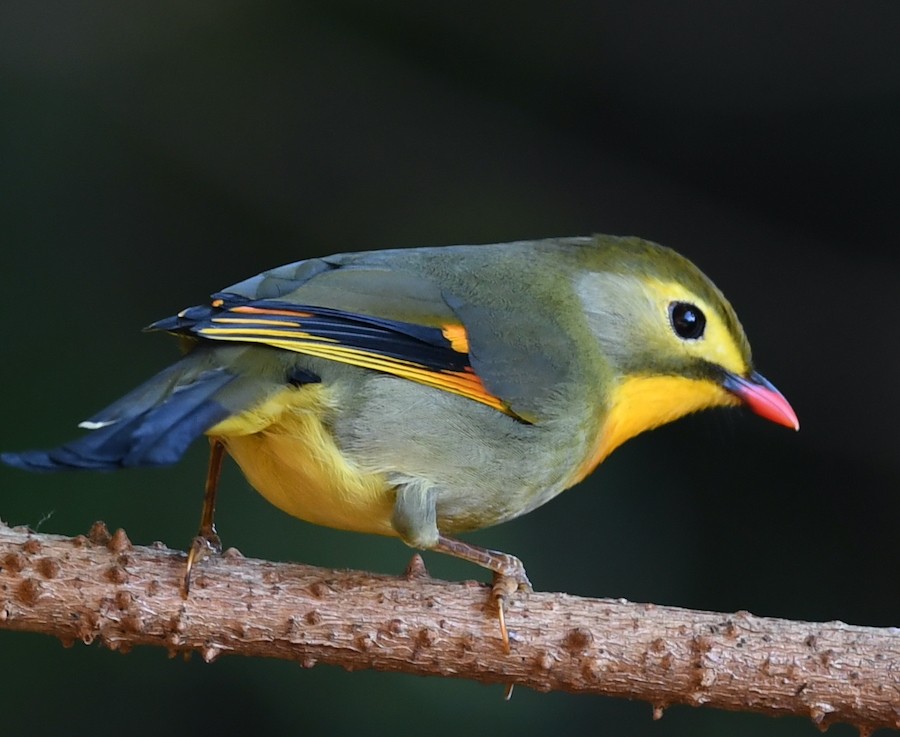 Red-billed Leiothrix - ML427207231