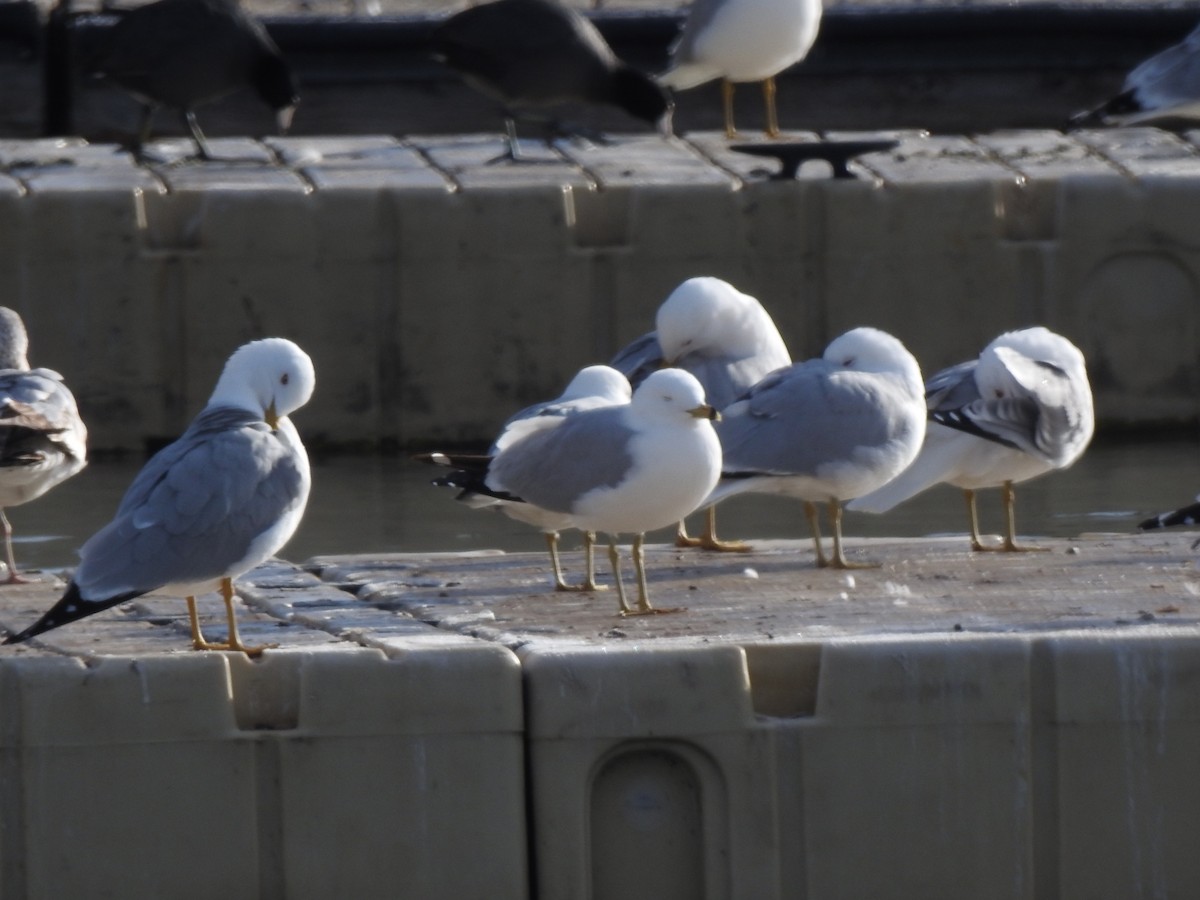 Ring-billed Gull - ML427207671