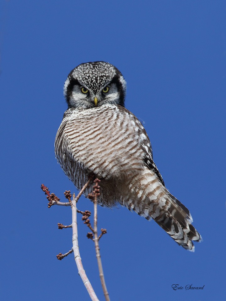 Northern Hawk Owl - Eric Savard